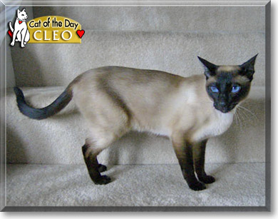 Cleo, the Cat of the Day