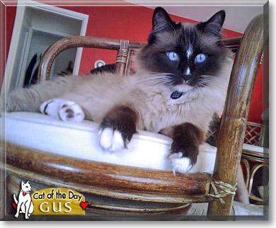 Gus, the Cat of the Day