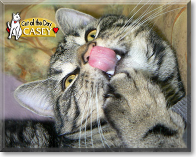 Casey, the Cat of the Day