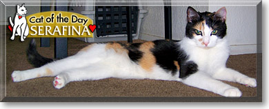 Serafina, the Cat of the Day Serafina, the Cat of the Day