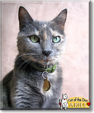 Ariel, the Cat of the Day
