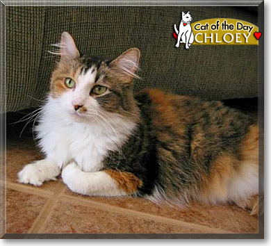 Chloey, the Cat of the Day