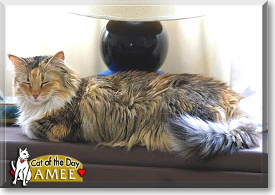 Amee, the Cat of the Day