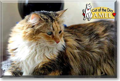 Amee, the Cat of the Day