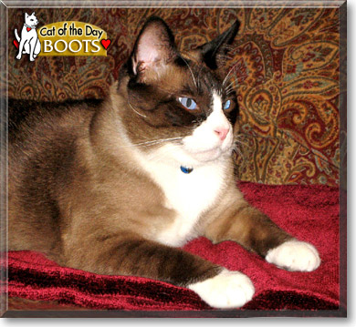 Boots, the Cat of the Day
