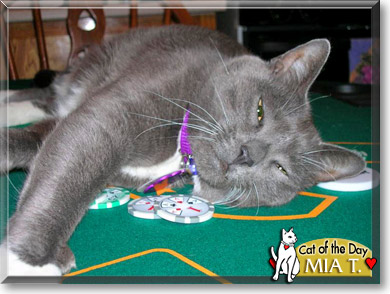 Mia T., the Cat of the Day