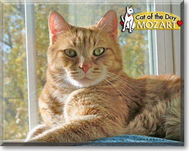 Mozart, the Cat of the Day