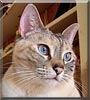 Nellie