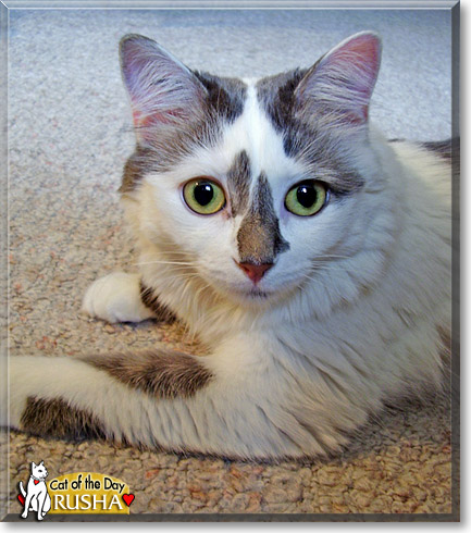 Rusha, the Cat of the Day