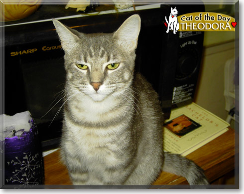Theodora, the Cat of the Day
