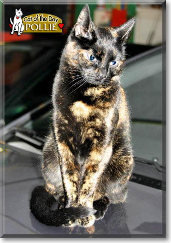 Pollie, the Cat of the Day