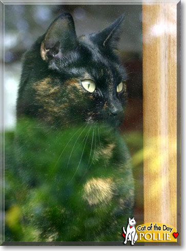 Pollie, the Cat of the Day