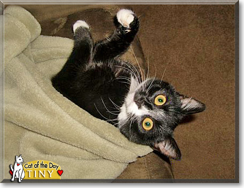 Tiny, the Cat of the Day