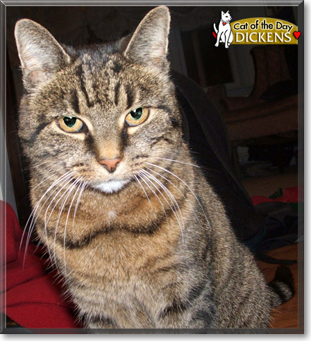 Dickens, the Cat of the Day