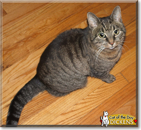 Dickens, the Cat of the Day