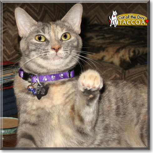 Taccoa, the Cat of the Day