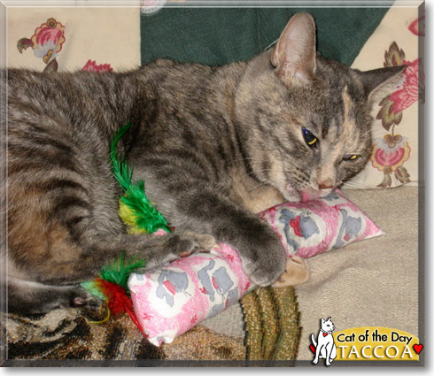 Taccoa, the Cat of the Day Taccoa, the Cat of the Day