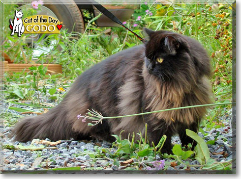 Godo, the Cat of the Day