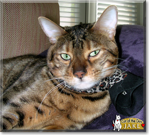 Jake, the Cat of the Day