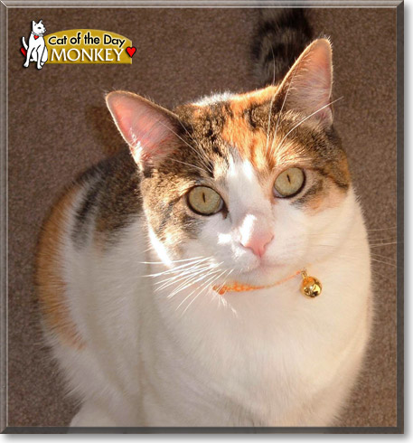 Monkey, the Cat of the Day