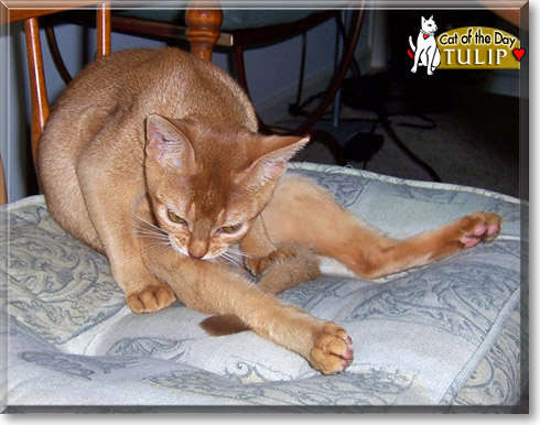 Tulip, the Cat of the Day