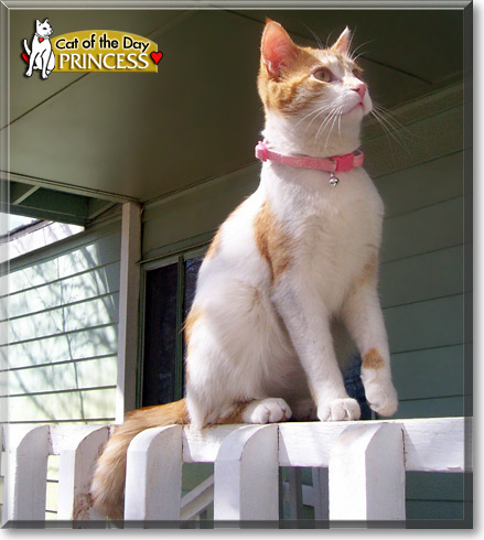 Princess, the Cat of the Day