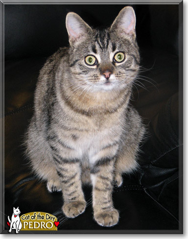 Pedro, the Cat of the Day