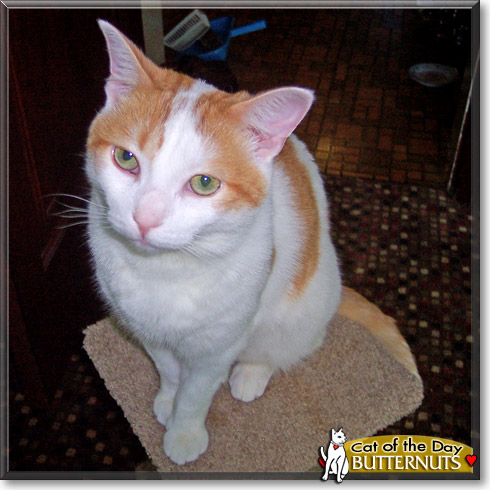 Butternuts, the Cat of the Day