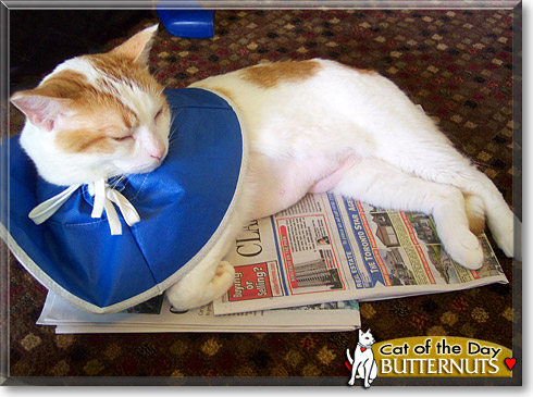 Butternuts, the Cat of the Day
