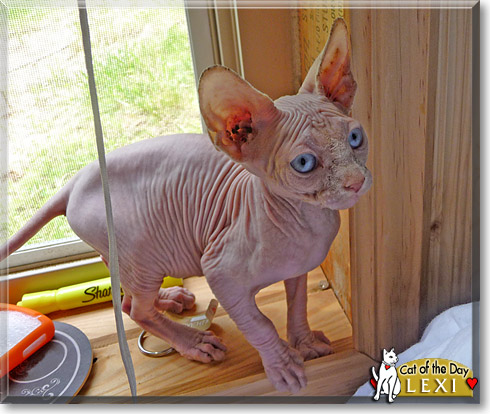 Lexi, the Cat of the Day