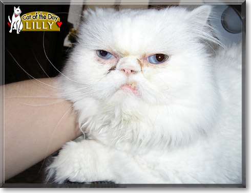 Lilly, the Cat of the Day