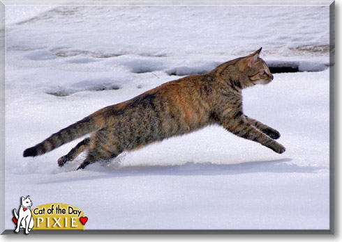 Pixie, the Cat of the Day