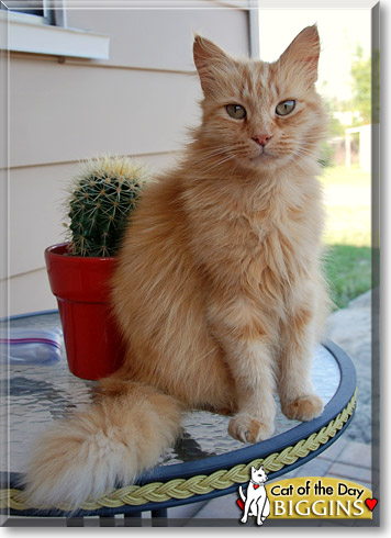 Biggins, the Cat of the Day