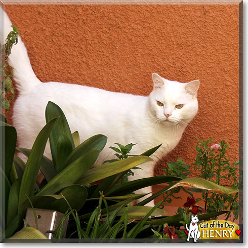 Henry, the Cat of the Day