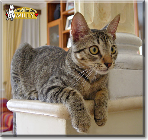 Milly, the Cat of the Day