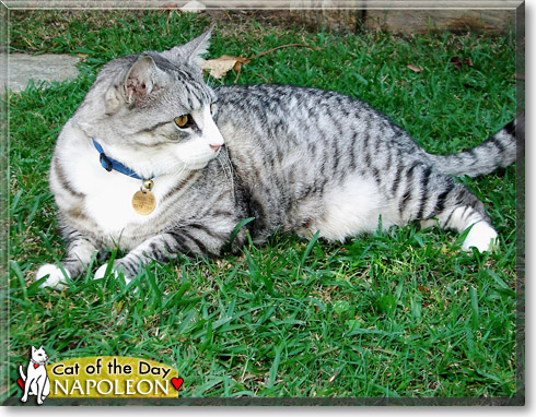 Napolean, the Cat of the Day