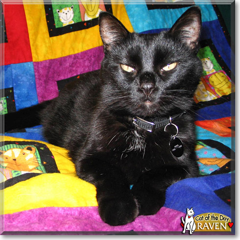 Raven, the Cat of the Day