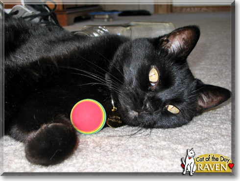 Raven, the Cat of the Day