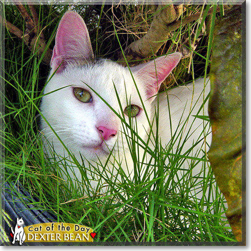 Dexter Bean, the Cat of the Day