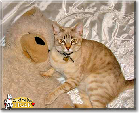 Tiger, the Cat of the Day