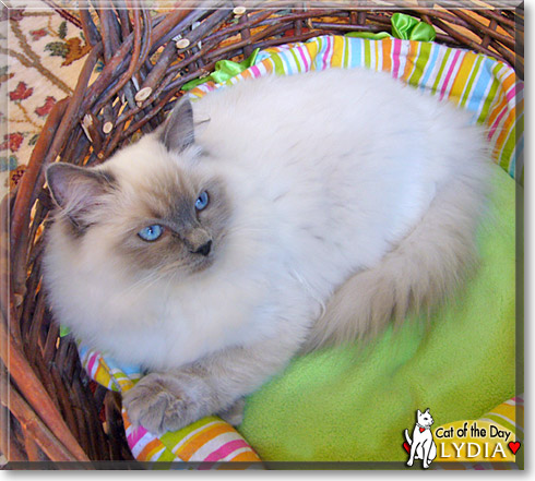 Lydia, the Cat of the Day