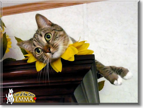 Emma, the Cat of the Day