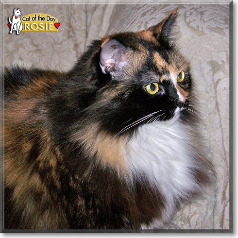 Rosie, the Cat of the Day