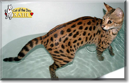 Katie, the Cat of the Day