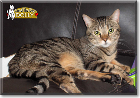 Dolly, the Cat of the Day