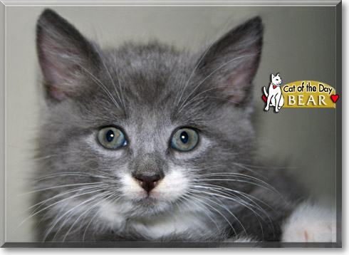 Bear, the Cat of the Day Bear, the Cat of the Day