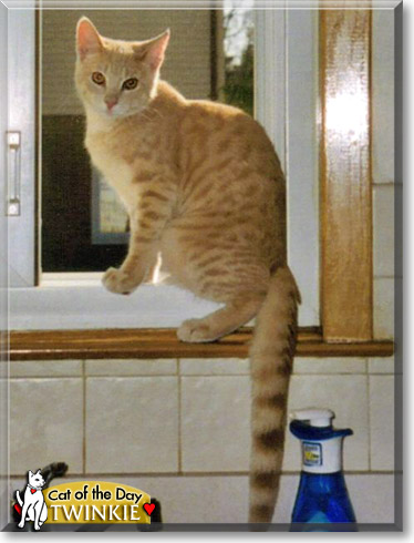 Twinkie, the Cat of the Day