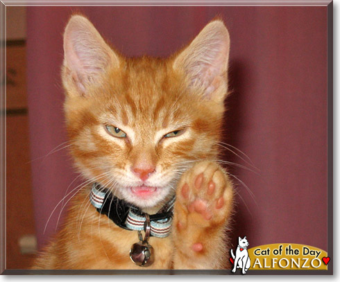 Alfonzo, the Cat of the Day