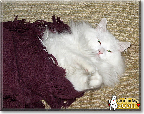 Scott, the Cat of the Day