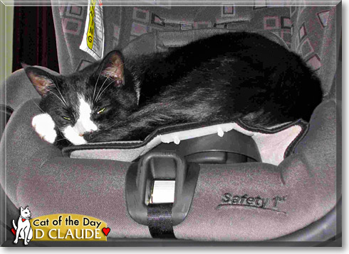 D Claude, the Cat of the Day